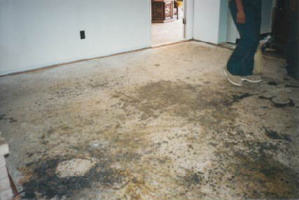 Examples Home Mold Contamination